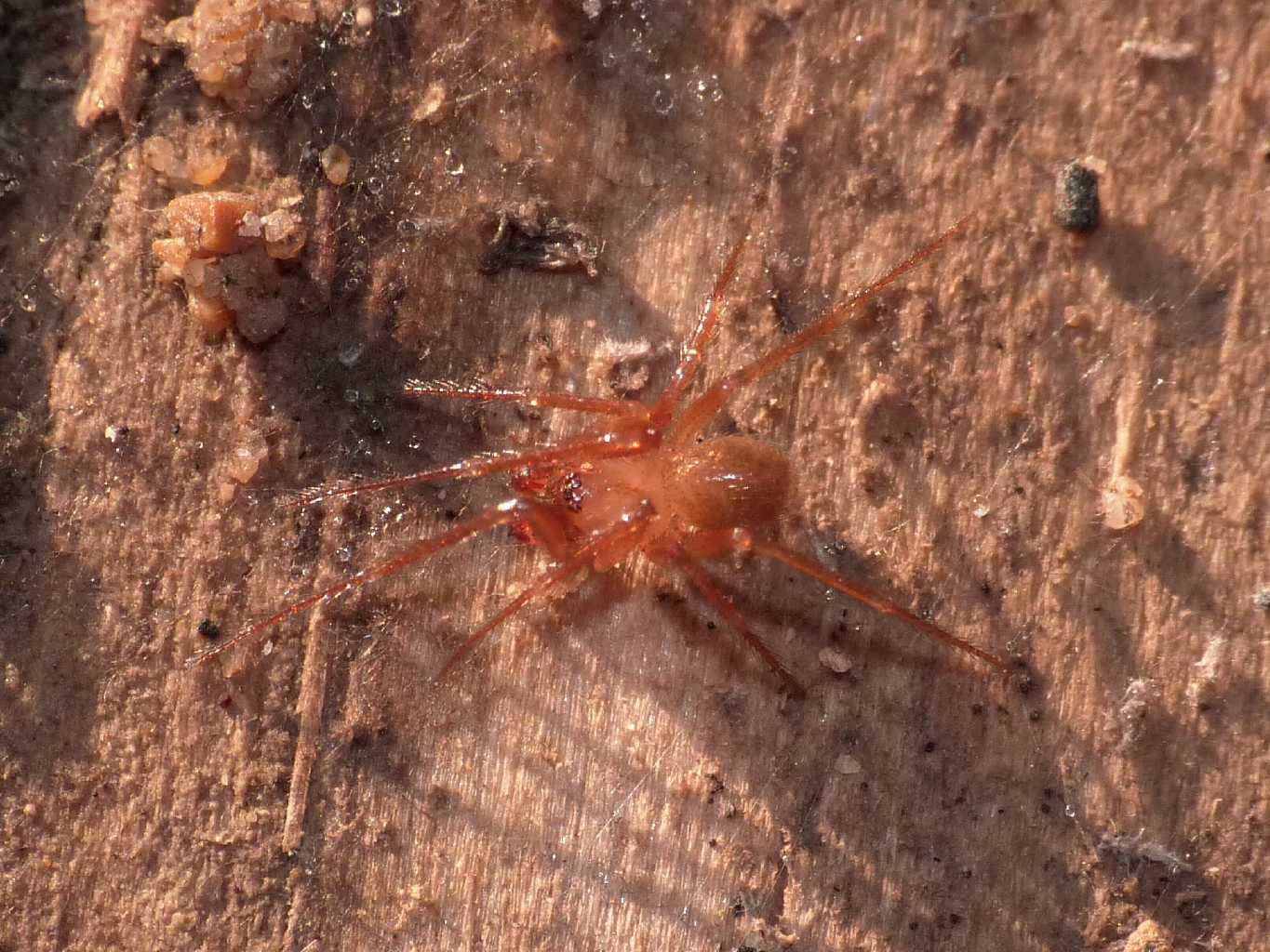 Maschio di Nesticus sp. - Torrimpietra (RM)